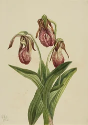 Mokkasinblomst (Cypripedium acaule)