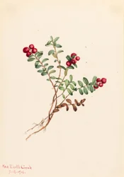 Bjergtranebær (Vaccinium vitisdaea minus)