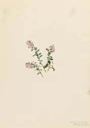 Bjergtranebær (Vaccinium vitisidaea minus)