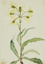 Sørgekåbe (Senecio lugens)