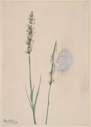 Nikkende Dame-Tresses Ibidium cernum, 1905.