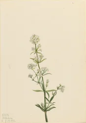 Nordlig sengehalm (Galium boreale)