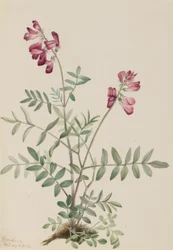 Nordlig hedysarum (Hedysarum boreale)