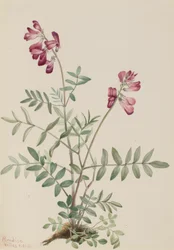 Northern Hedysari Hedysari boreale, 1916.