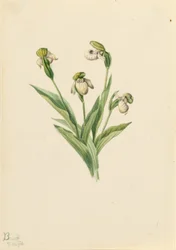 Nordlig mariehøne (Cypripedium passerinum)