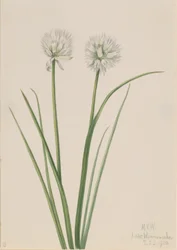 Nordligt løg (Allium sibiricum)