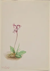 Gøgeurt (Orchis rotundifolia)