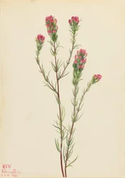 Uglekløver (Orthocarpus tenuifolius)