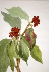 Pacific Kornel Cornus nuttalli, 1933.