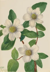 Pacific Dogwood Cornus nuttalli, 1933.