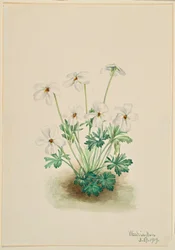 Stedmoderblomstret viol (Viola pedata)