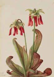 Papegøjekande Sarracenia psittacina, 1925.