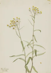 Perlemorsblomster (Anaphalis margaritacea)