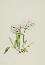 Torvemund (Silene caroliniana)