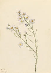 Pinelandsstjerne (Aster squarrosus)