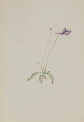 Pinguicula vulgaris, ca. begyndelsen af ​​1930