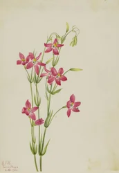 Lyserød kentaur (Centaurium venustum)