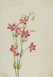 Pink Centaurus Centaurus venustum, 1925.