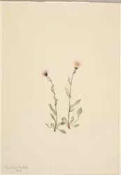 Lyserød loppeurt (Erigeron jucundus)