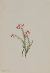 Lyserød lyng (Phyllodoce empetriformis)