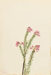 Lyserød bjerglyng (Phyllodoce empetriformis)