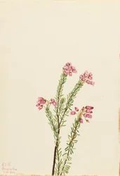 Pink Mountain Heather Phyllodoce empetriformis, 1924.