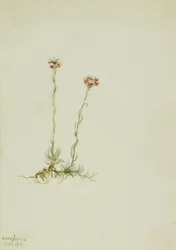 Lyserøde kattepoter (Antennaria rosea)