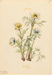 Anemone med fjer (Pulsatilla occidentalis)