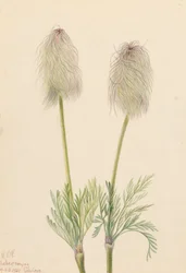Plume Anemone Pulsatilla occidentalis, 1923.