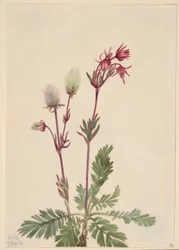 Prærie-røg (Sieversia ciliata)