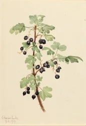 Prikkede Ribes Lacustre, 1919.