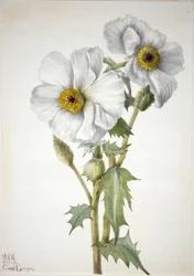 Stikkende valmue (Argemone hispeda)