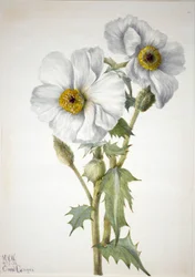 Prickly Poppy Argemone hispeda, 1936.