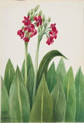Primula (Primula parryi)