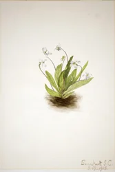 Primula-viol (Viola primulifolia)
