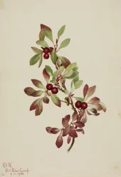 Rypeperry Arktus alpina, 1922.