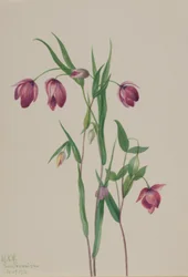 Lilla fe-lanterne (Calochortus anoenum)