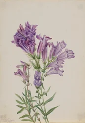Lilla Penstemon Penstemon lyallii, 1923.