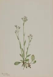 Kattepoter (Antennaria racemosa)