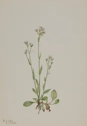 Kattepoter, Antennaria racemosa, 1918.