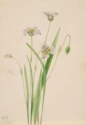 Katteører, Calochortus elegans, 1923.