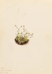Pygmæ-androsace (Androsace subumbellata)