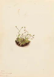Pygmy Androsace Androsace subumbellata, 1921.