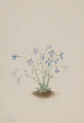 Quakerladies Houstonia caerulea, 1917.