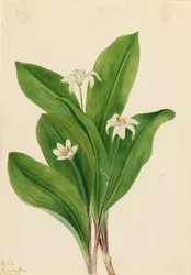 Dronningeblomst (Clintonia uniflora)