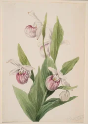 Dronningeslipper (Cypripedium reginae)