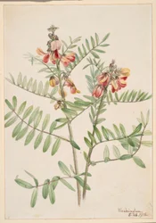 Kaninbønne (Cracca virginiana)