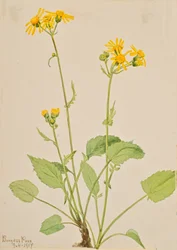 Ragwort Senecio burkei, 1917.