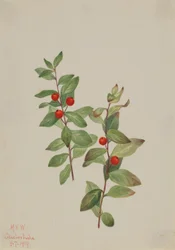 Rød Comandra (Comandra livida)