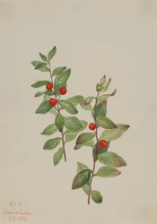 Rød Comandra Comandra livida, 1919.